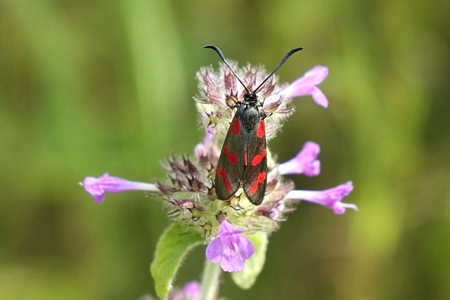 Online Six Sigma Yellow Belt Test