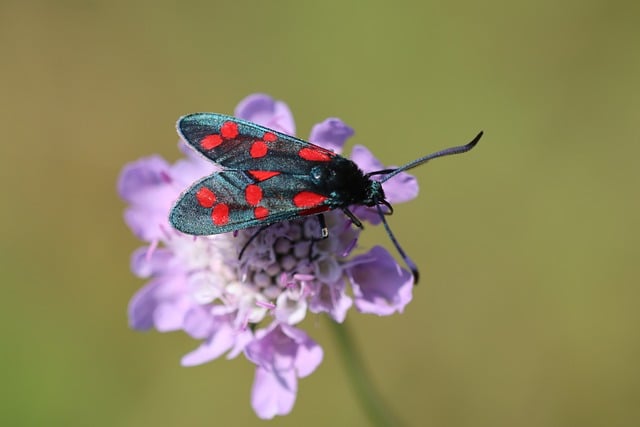 Online Six Sigma Yellow Belt Test