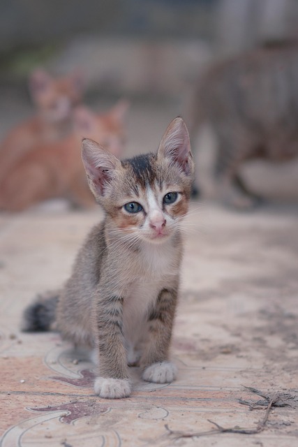 Six Sigma Tools and Software Comparison