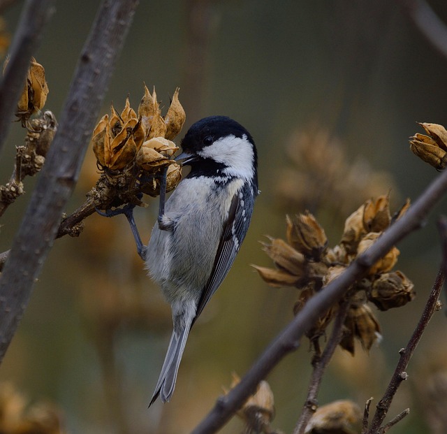 Lean Six Sigma Hybrid Approach